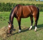 Olivier